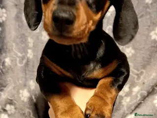 Miniature Dachshund dogs Miniature Dachshunds - Advert 9