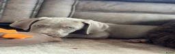 Weimaraner dogs for sale: 🐾Ready Now KC REG SILVER WEIMARANER PUPPIES 🐾 - Advert 12