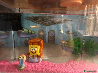 Minnows fish 5 Minnow Fish - Advert 3