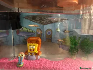 Minnows fish 5 Minnow Fish - Advert 17