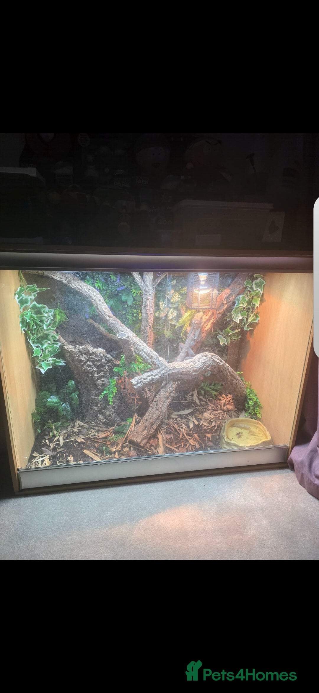 Lizard reptiles for sale: Male and female frilled dragon and tank  - Advert 4