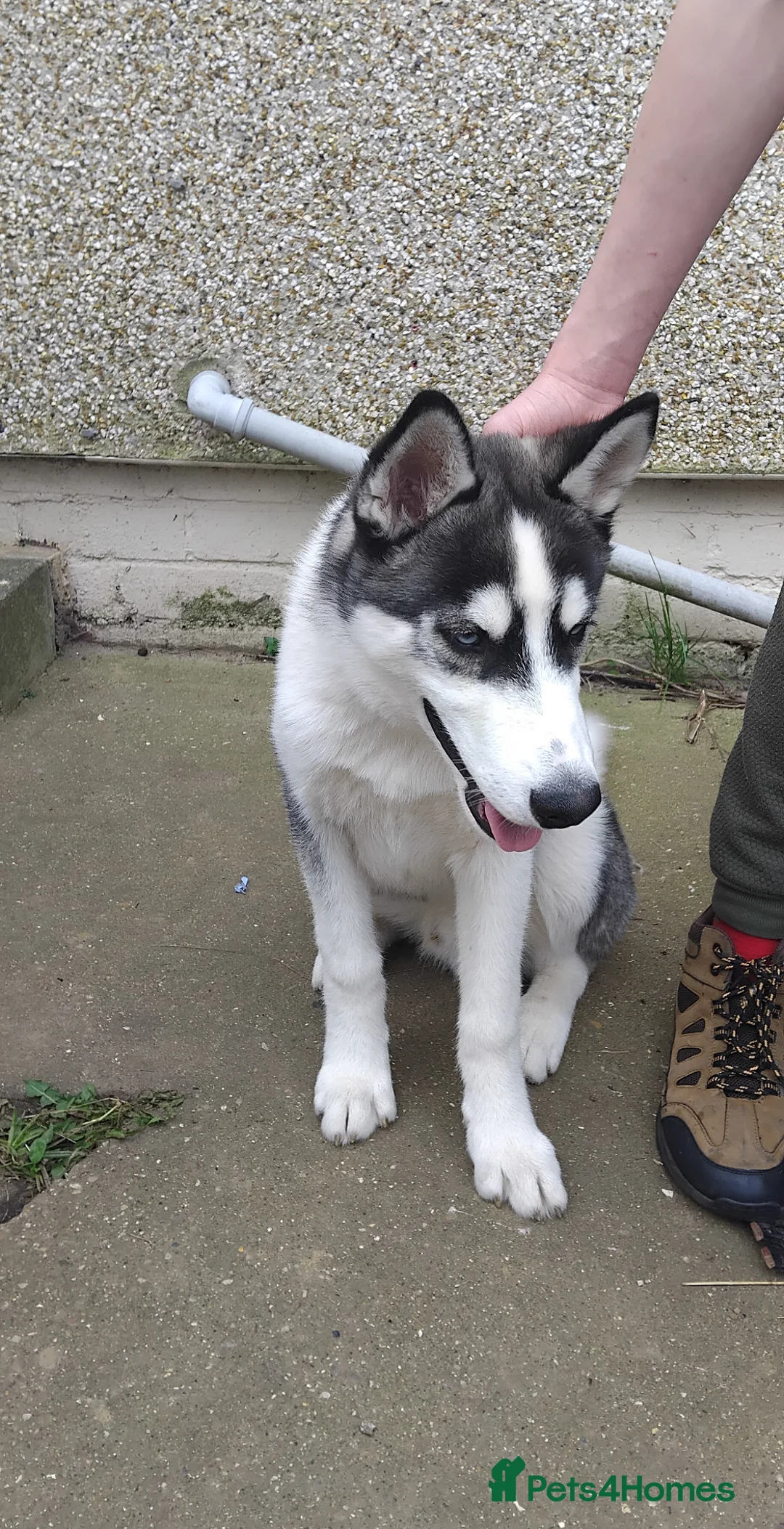 Siberian Husky dogs for sale: Siberian husky  in Louth - Advert 1