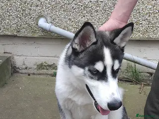 Siberian Husky dogs Siberian husky - Advert 7