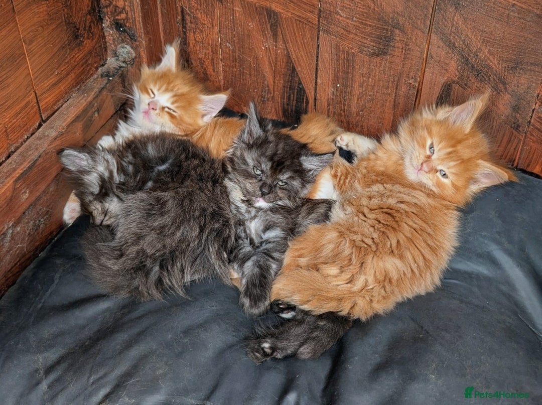 Maine Coon cats for sale: SHOW STANDARD MAINE COONS - Image 13
