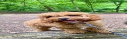 Cavapoo dogs for sale: Beautiful Cavapoo Looking for a Loving New Home - Advert 5