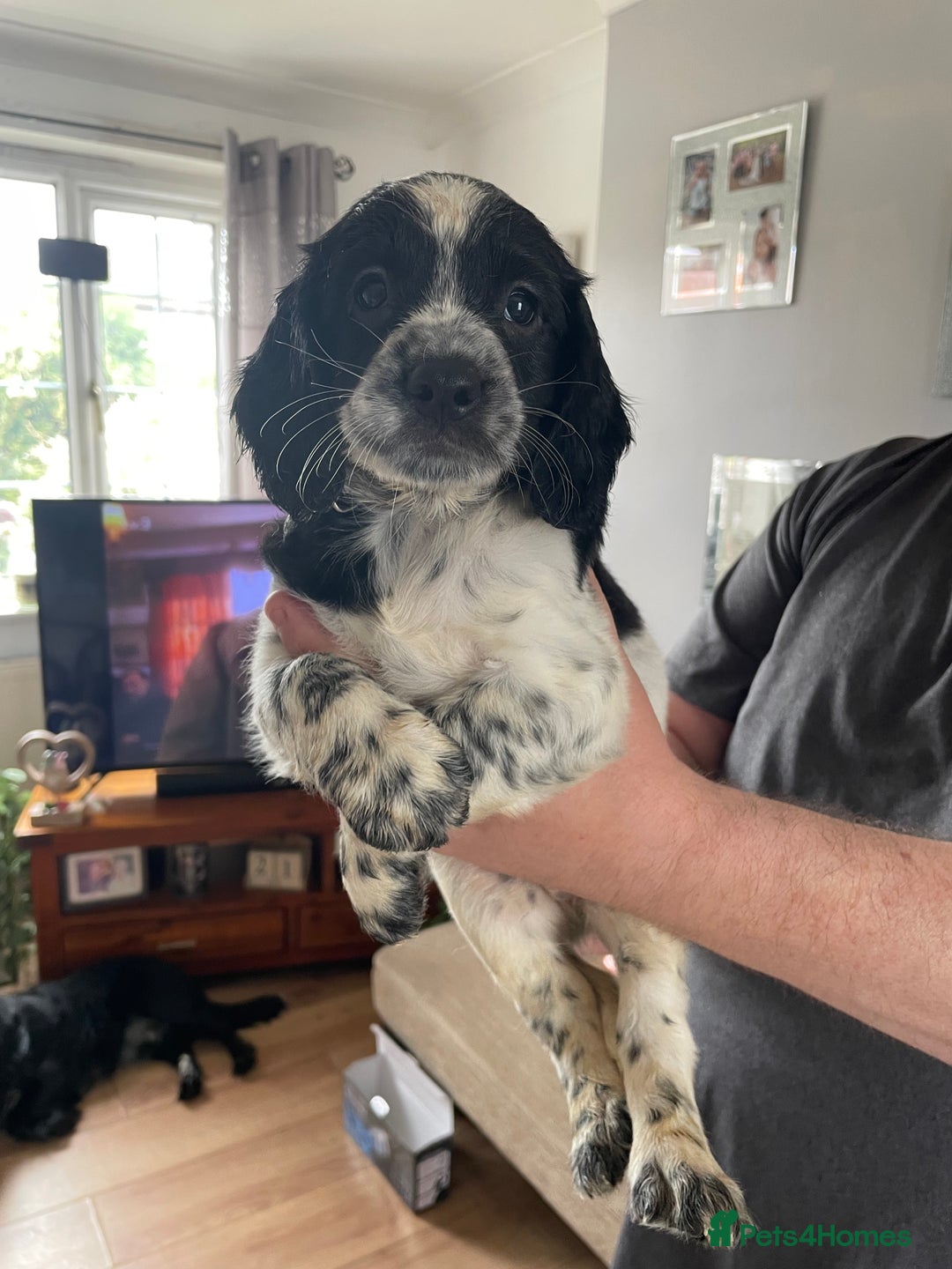Cockapoo dogs for sale: 5 Cockerpoo F2 Pups, Gorgeous  - Image 2