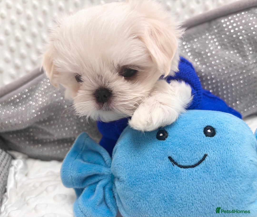 Maltese dogs for sale: 🌟Just One Left 🌟Bambelina Maltese🌟 - Image 20