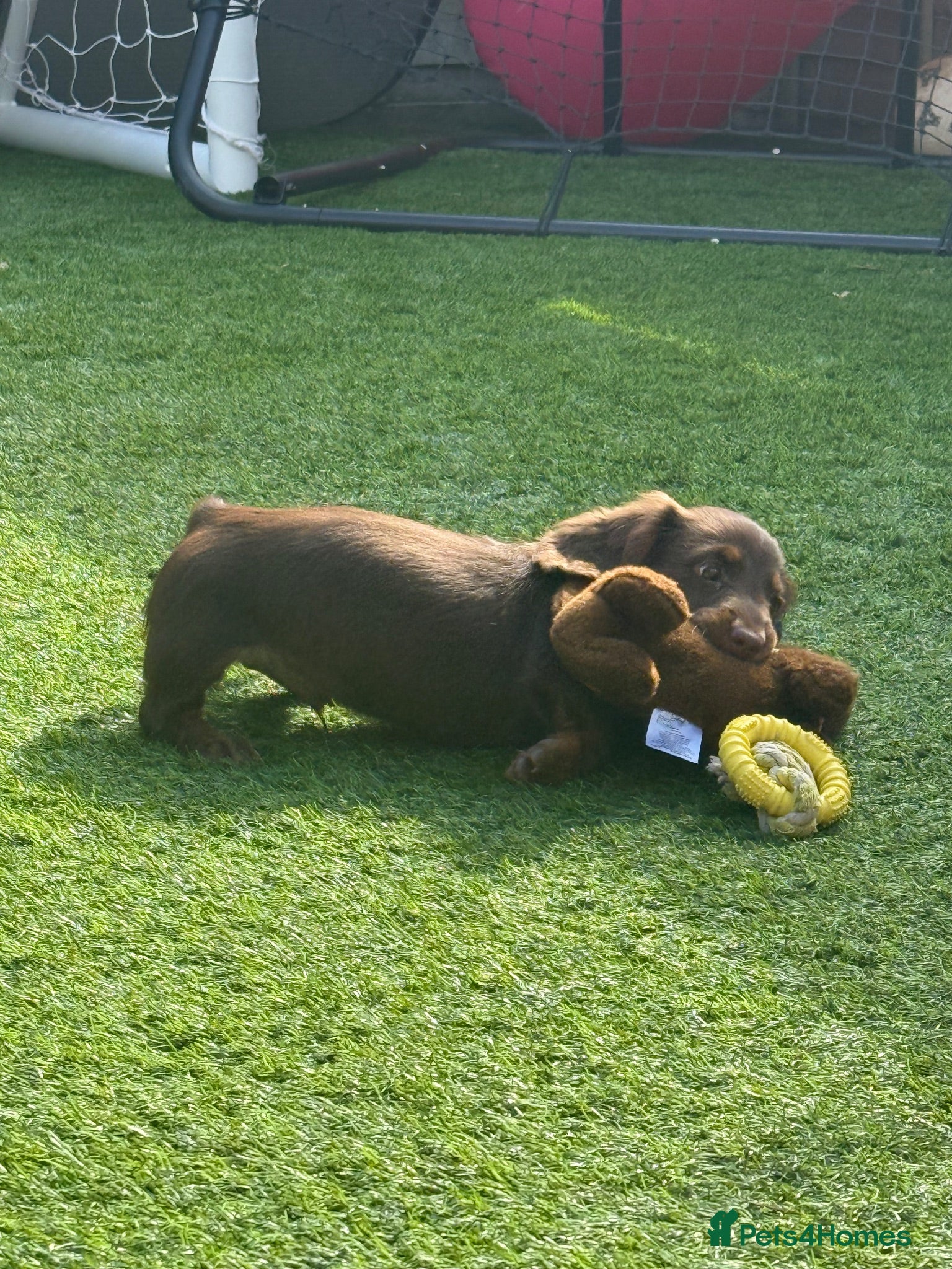 Miniature Dachshund dogs REDUCED Ready Now. 1 BOY KC Reg Mini Long Haired  - Advert 2