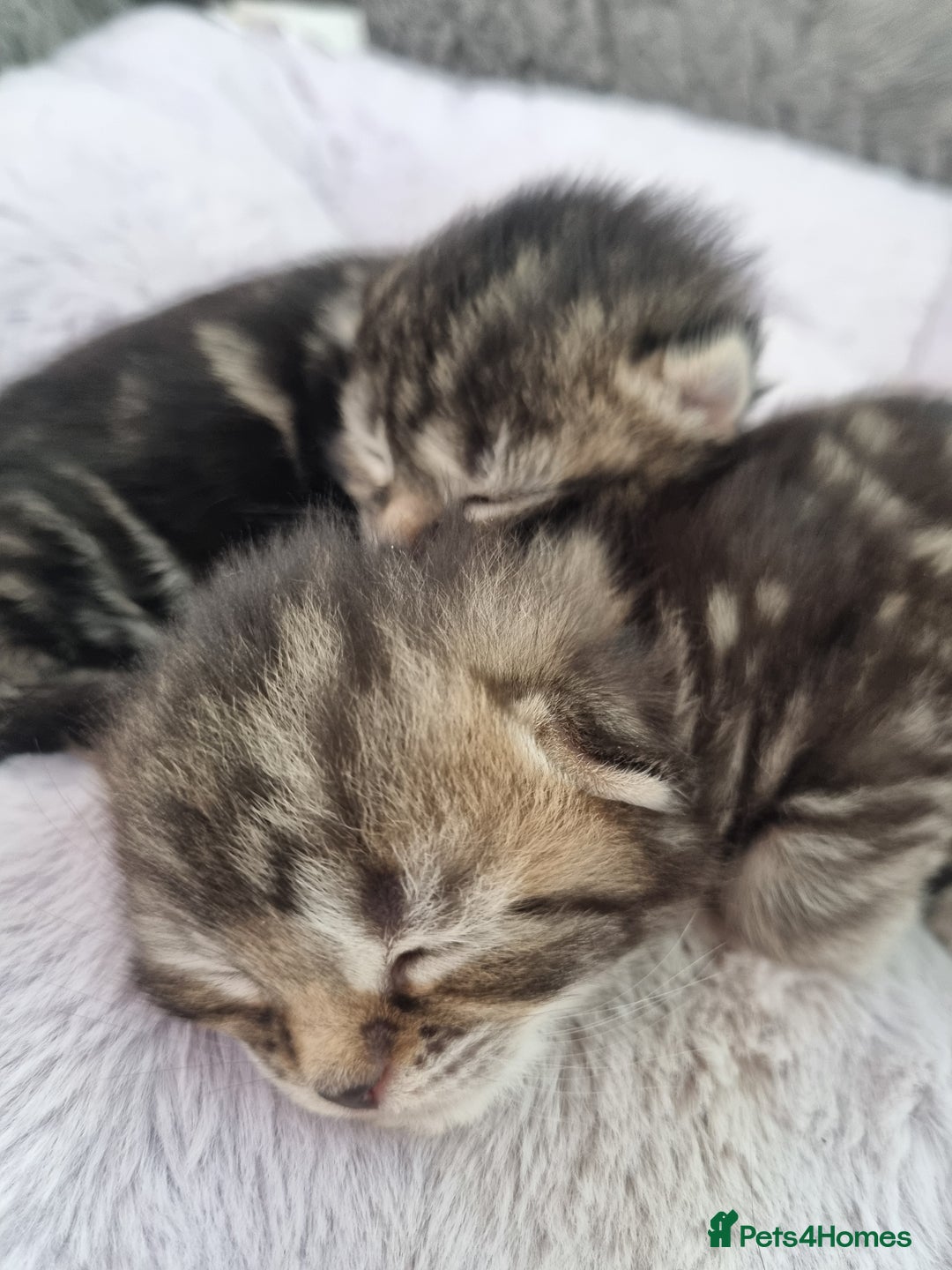 Ragdoll cats for sale: Boy and girl tabby X Ragdoll - Image 6