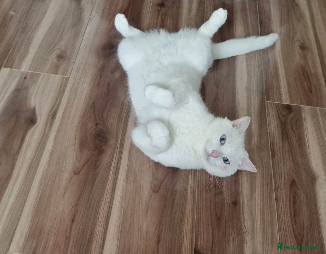 Mixed Breed cats for sale: 4year old white male cat - Advert 4