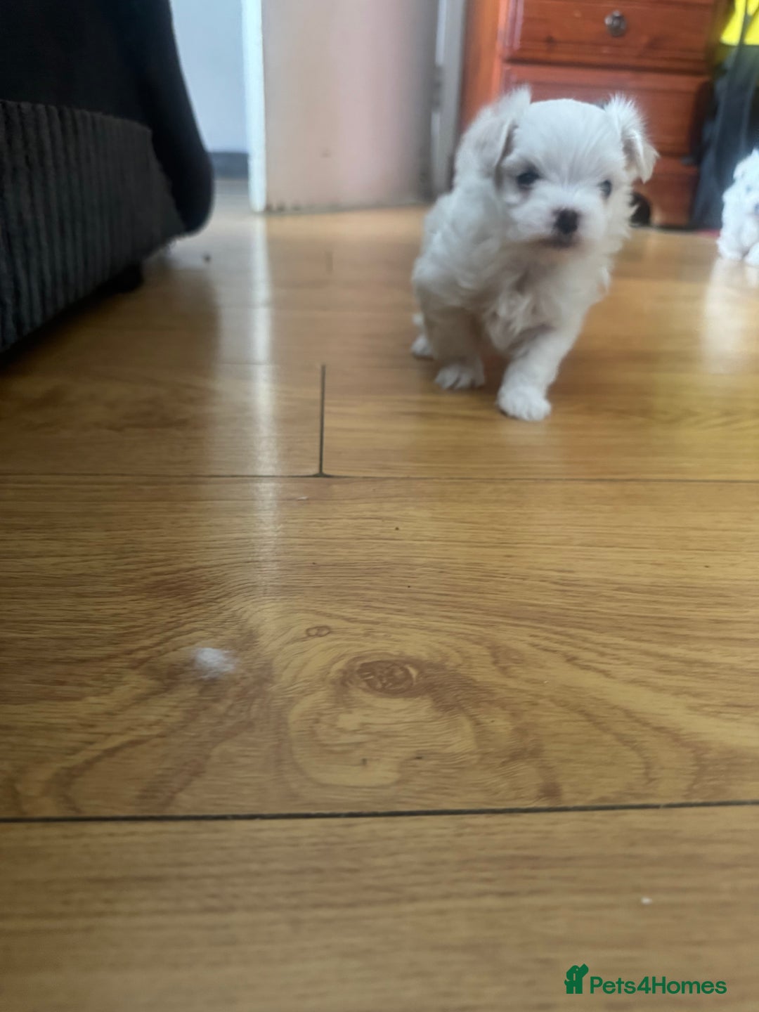 Maltese dogs for sale: Puppy  - Image 6