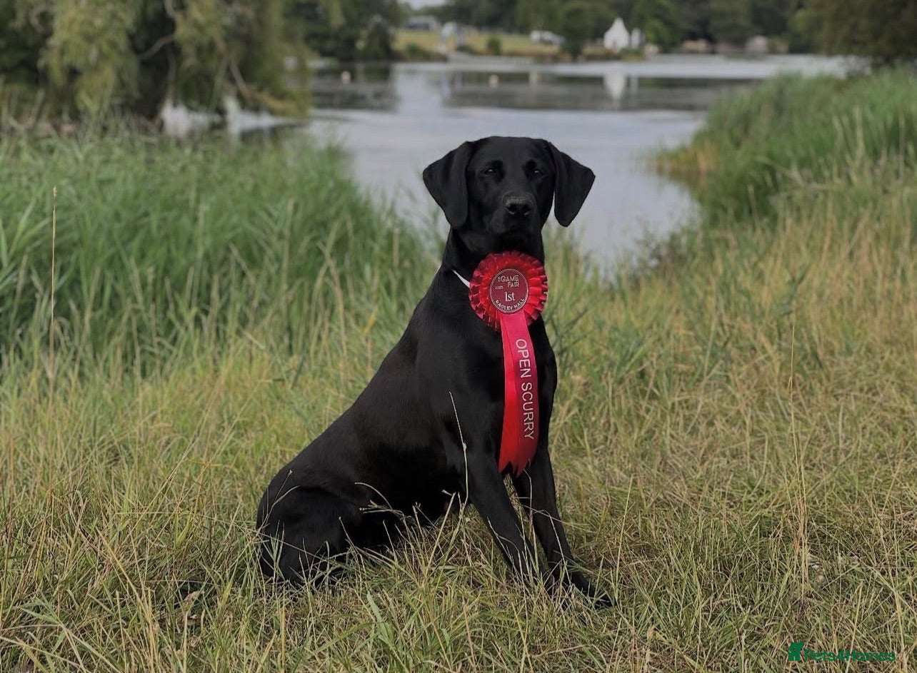 Labrador Retriever dogs KC registered male lab pups. Fully health tested - Advert 3