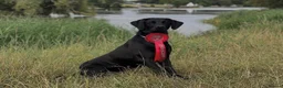 Labrador Retriever dogs for sale: KC registered male lab pups. Fully health tested - Advert 1