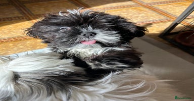 Shih Tzu dogs - Advert 12