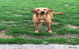 Labrador Retriever dogs for sale: Foxred Labrador - Image 5