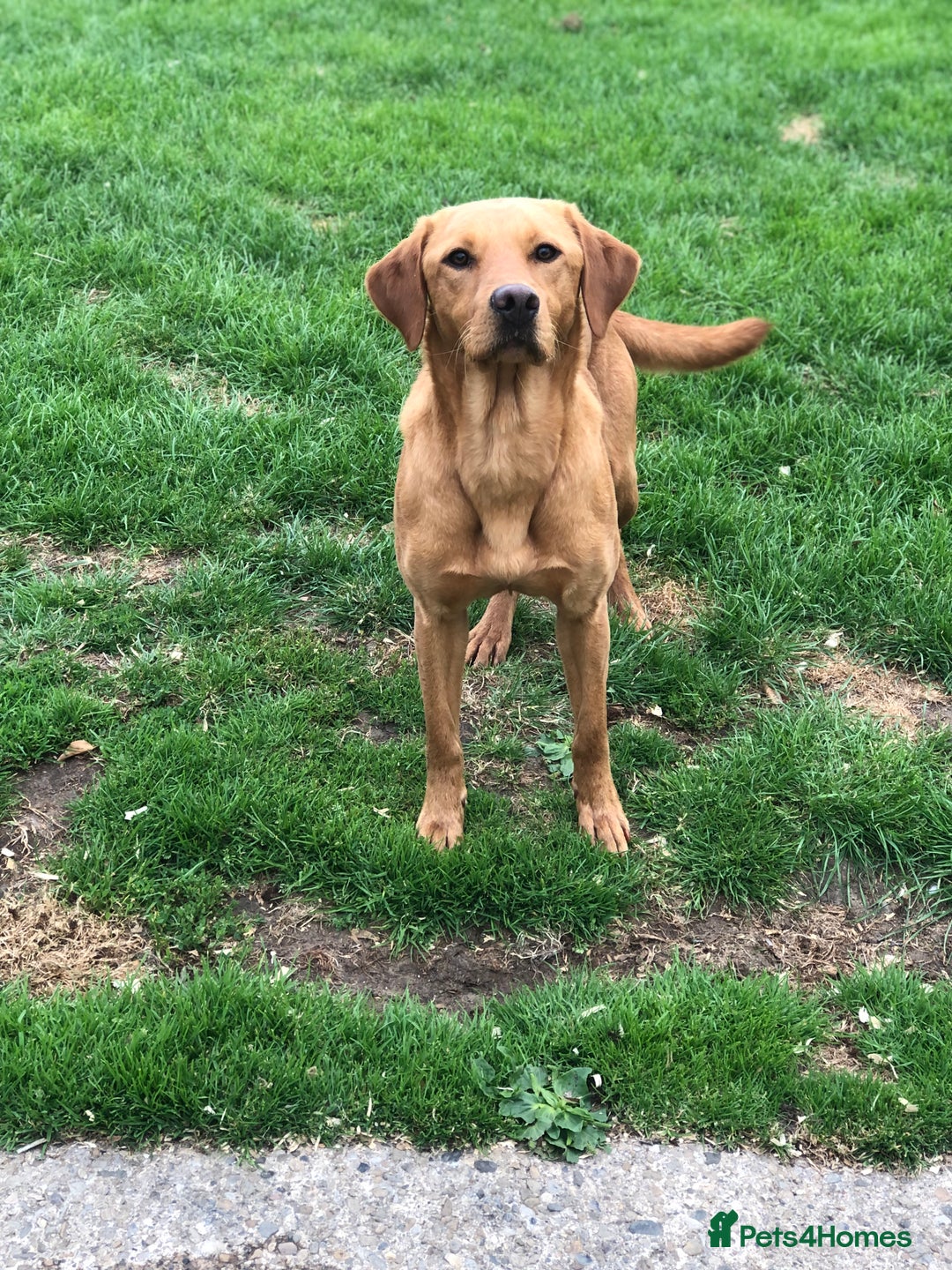 Labrador Retriever dogs for sale: Foxred Labrador - Image 5