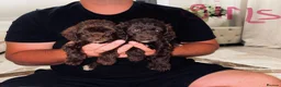 Cockapoo dogs for sale: F1 Cockopoo Puppys  in Stevenage - Advert 6