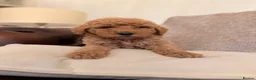 Goldendoodle dogs for sale: Super Quality Doodles  - Advert 11