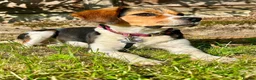 Mixed Breed dogs for adoption: Maria - FOR ADOPTION  - Advert 3