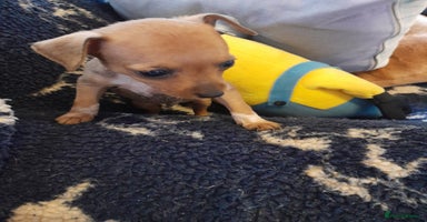 Miniature Pinscher dogs - Advert 14