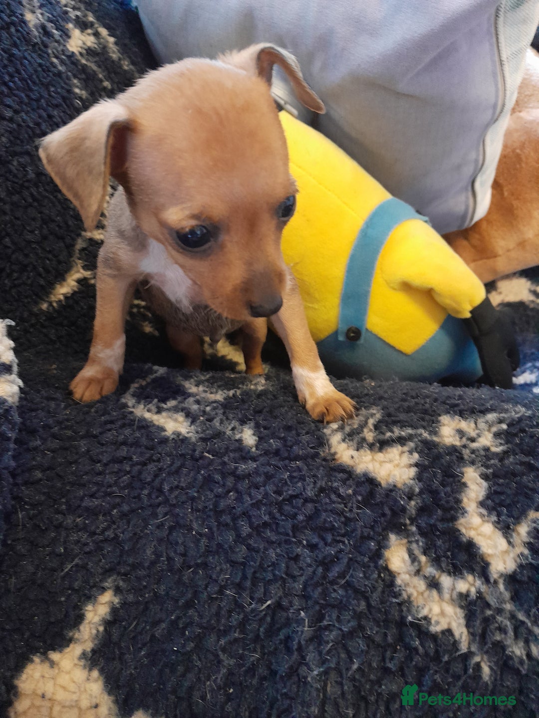 Miniature Pinscher dogs for sale: Miniature Pinscher  boy  - Image 2