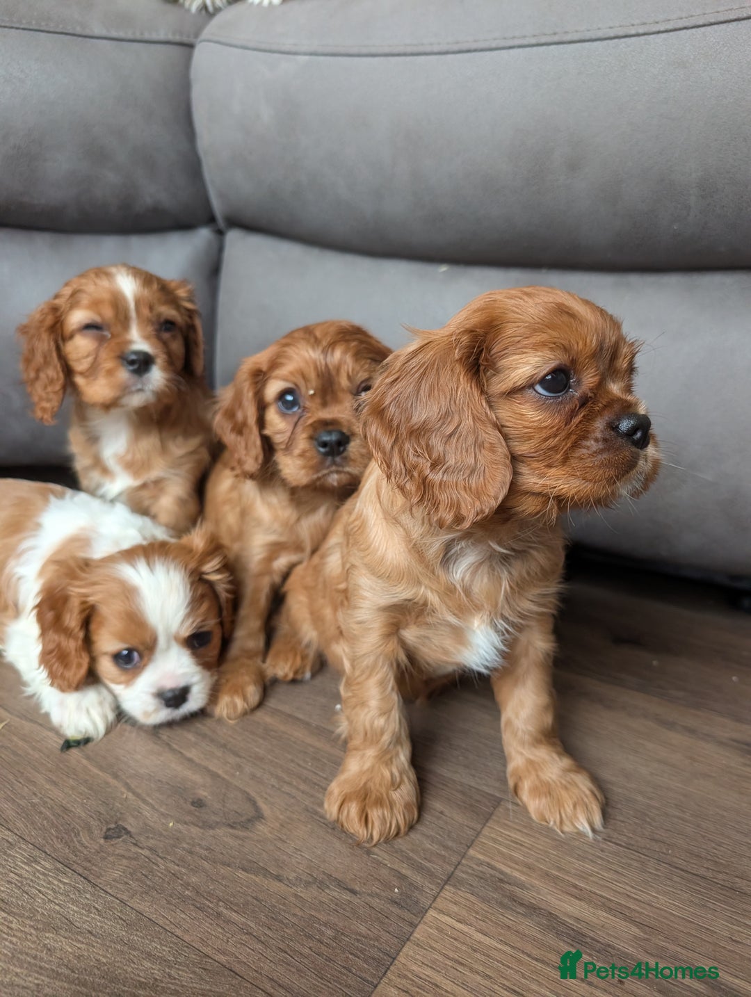 Cavalier King Charles Spaniel dogs for sale: 7 HEALTH TESTED & KC REG CAVALIERS - READY MONDAY - Advert 8