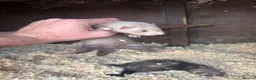 Ferret rodents for sale: 6 hob ferret kits for sale in Atherstone - Advert 4