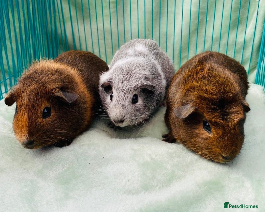 Guinea Pig rodents  Guinea pig pups for sale in Peterborough - Advert 1