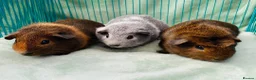 Guinea Pig rodents for sale:  Guinea pig pups for sale in Peterborough in Peterborough - Advert 1