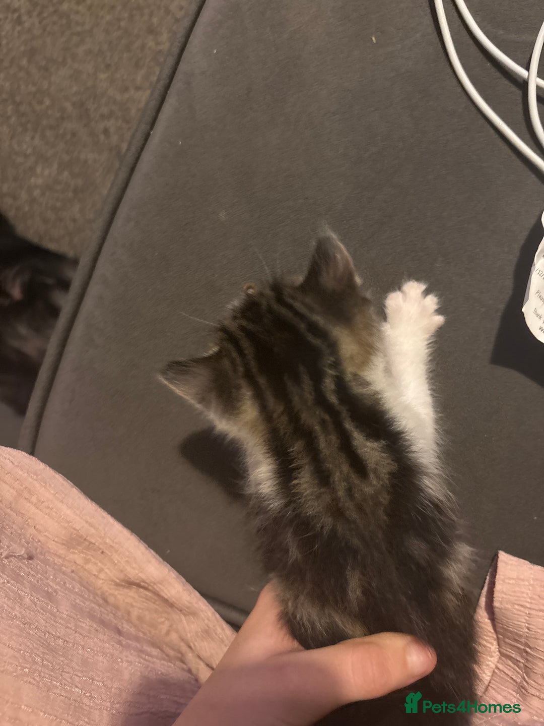 Siberian cats for sale: Siberian boy - Advert 3