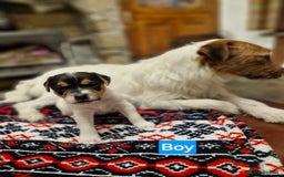 Jack Russell dogs for sale: Jack Russel pups  - Image 2