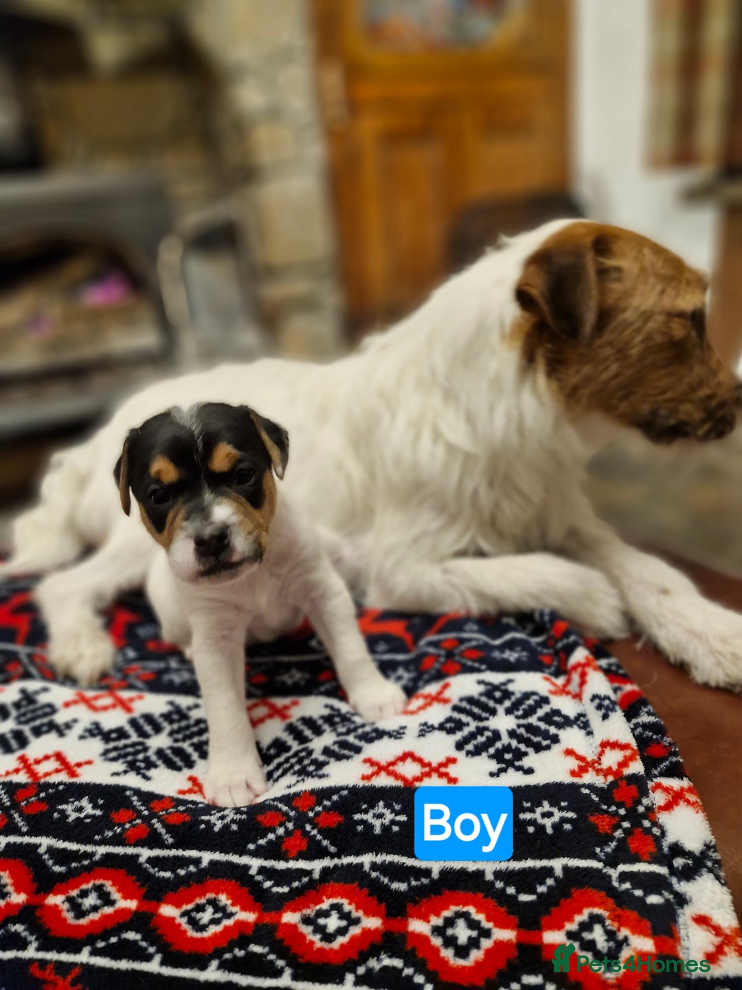 Jack Russell dogs for sale: Jack Russel pups  - Image 2
