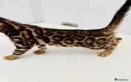 Bengal cats for sale: Brown rosetted male bengal kittens, TICA reg - Image 3