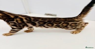 Bengal cats - Advert 4