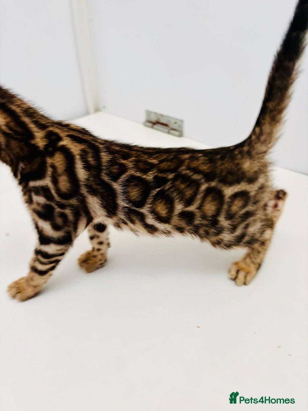Bengal cats for sale: Brown rosetted male bengal kittens, TICA reg - Image 3