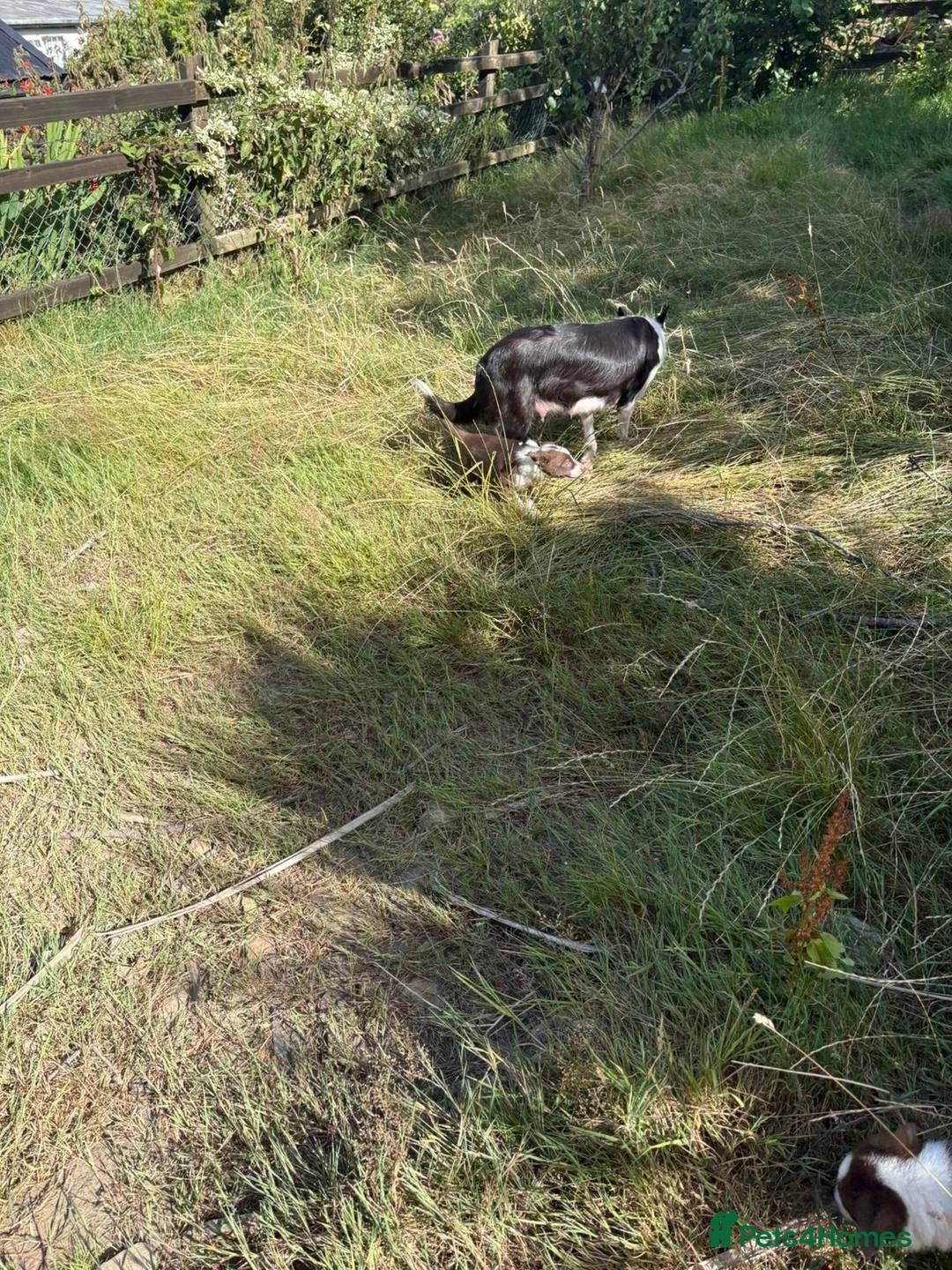 Border Collie dogs for sale: Sheepdog puppies - Advert 1