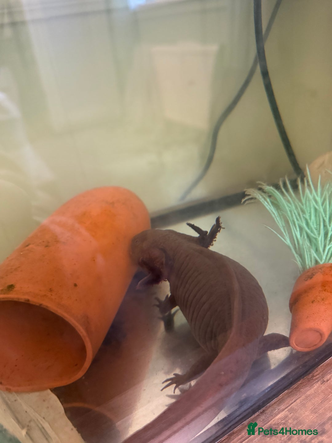 Axolotl reptiles for sale: 2 x large adult female axolotls  - Advert 3