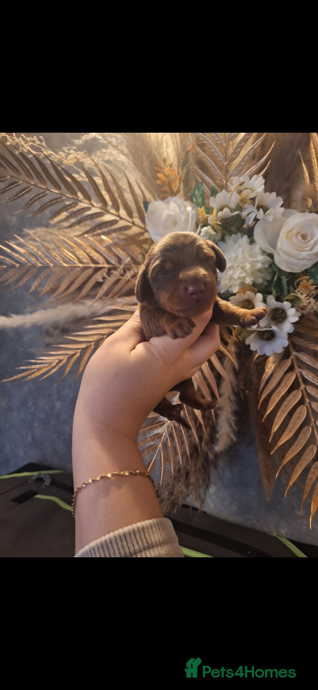 Miniature Dachshund dogs for sale: Fluffy carrier Miniature daschound puppies 🐶  - Image 5