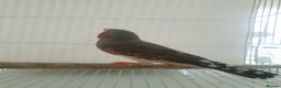 Finches birds for sale: 6 Show Quality Zebra Finches for Sale  - Advert 10