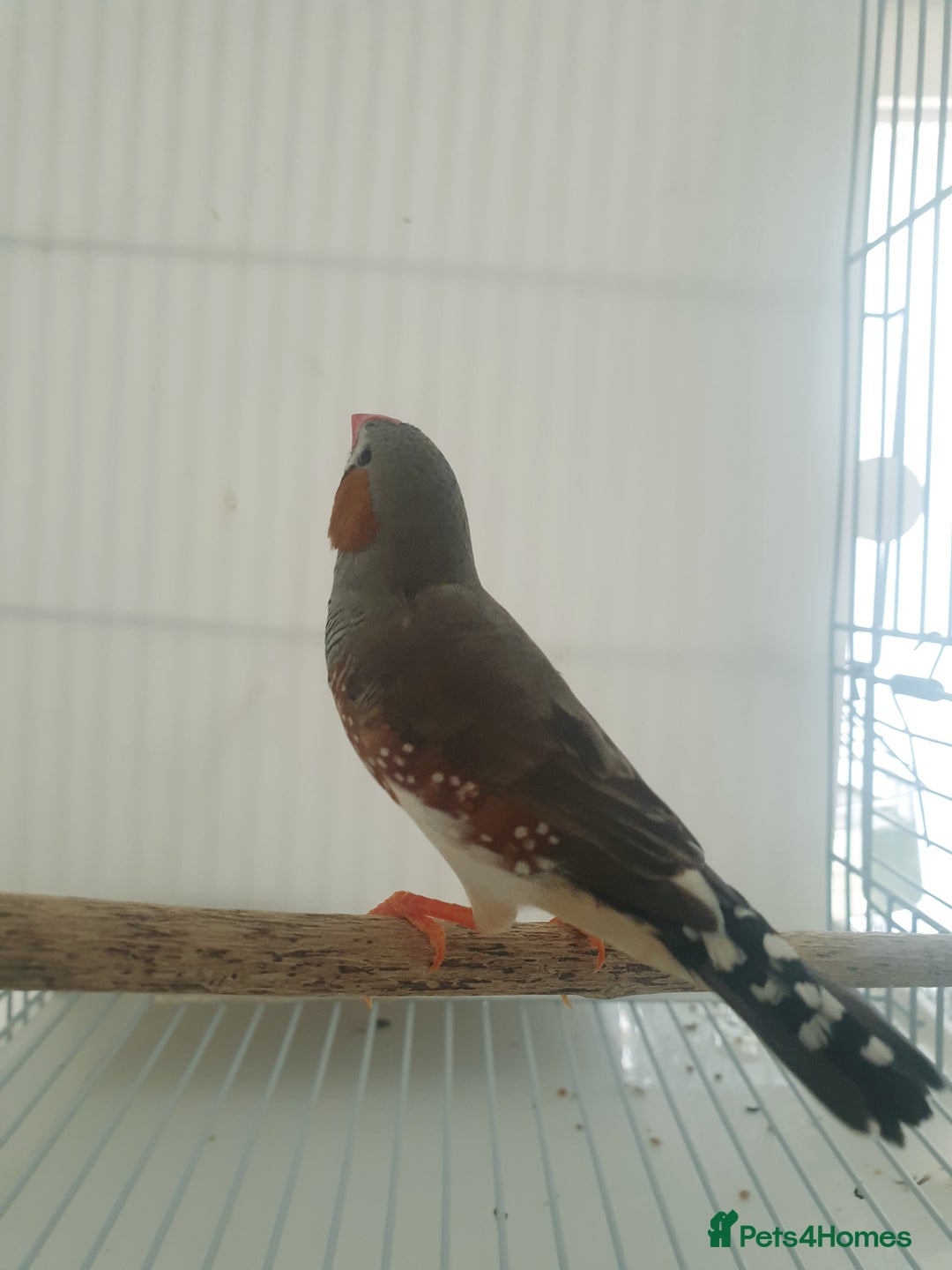 Finches birds for sale: 6 Show Quality Zebra Finches for Sale  - Image 10