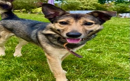 German Shepherd dogs for adoption: Buzz — The Gentle Soul  in West Malling - Image 2