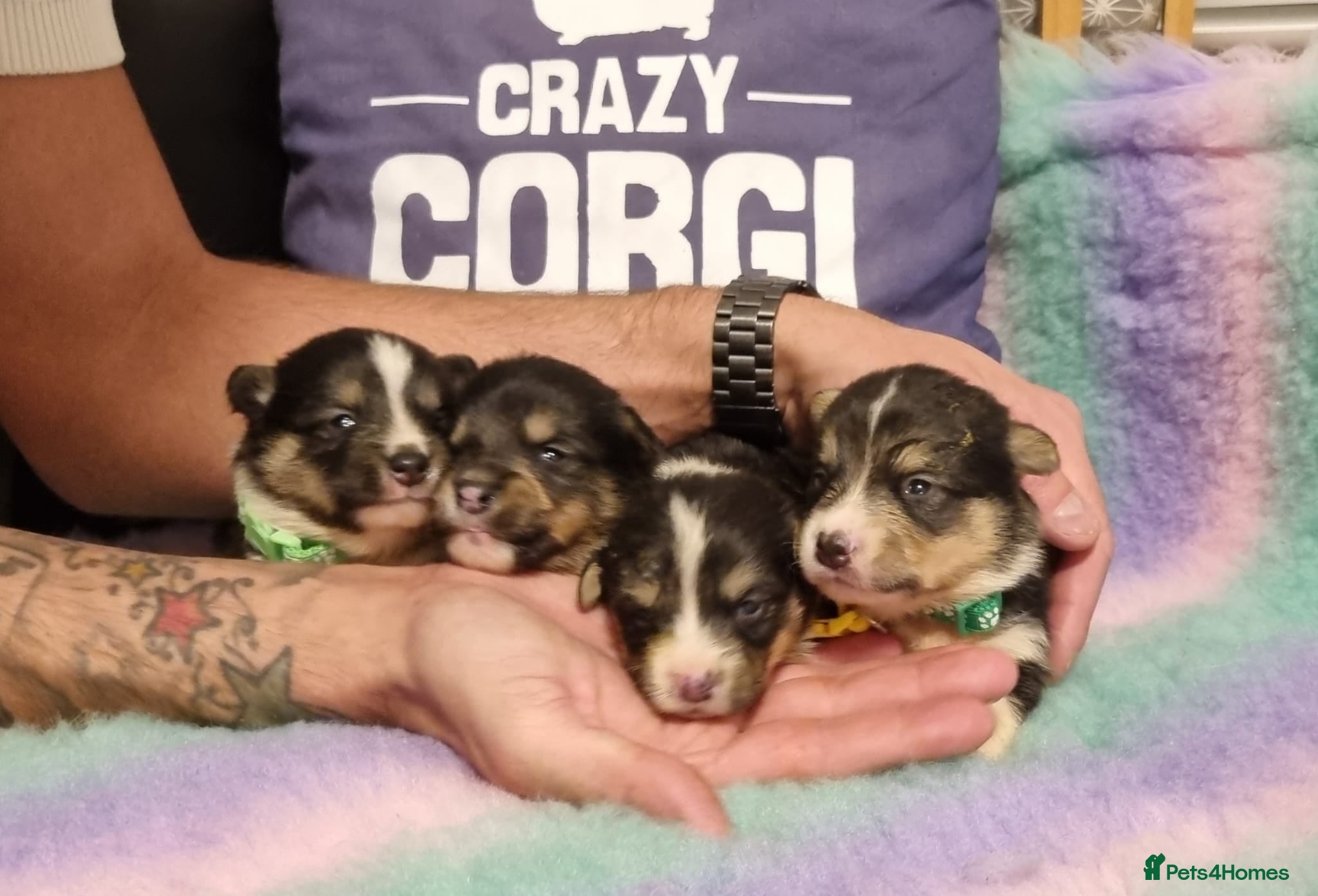 Mixed Breed dogs Rare Shorgi puppies! 5 left 🩷🩵💙🩵💙 - Advert 2
