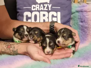 Mixed Breed dogs Rare Shorgi puppies! 5 left 🩷🩵💙🩵💙 - Advert 14