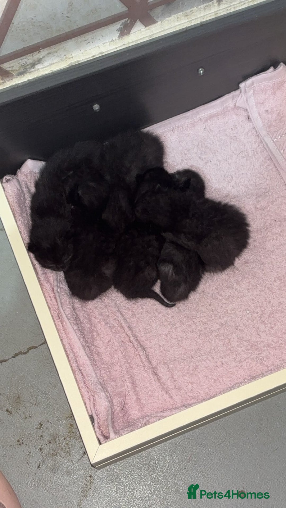 Bombay cats for sale: Black tabby kittens - Image 1