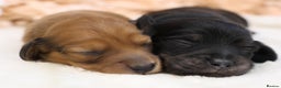 Miniature Dachshund dogs for sale: KC Miniature Dachshund Longhair Puppies - Advert 16
