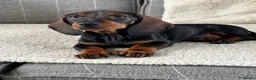 Dachshund dogs for sale: Standard wire haired dachshund  - Advert 19