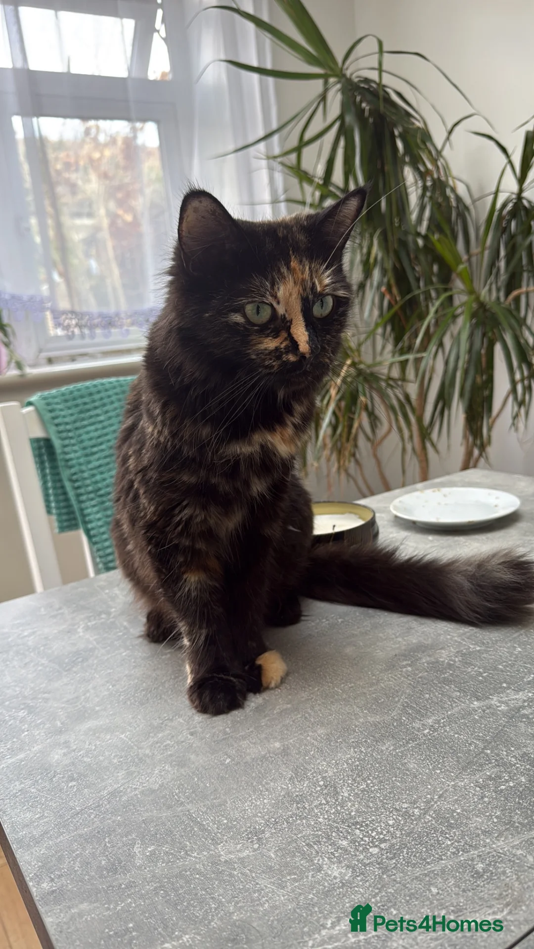 Siberian cats for sale: 6 beautiful Siberian kittens  - Advert 2