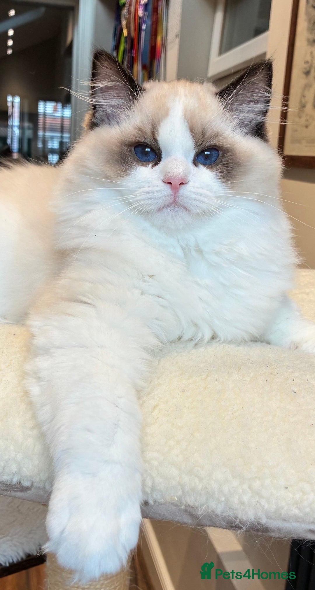 Ragdoll cats for sale: Champion Lines - Ragdoll Kittens - Advert 2