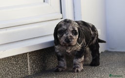 Cockapoo dogs for sale: F1 Cockapoo puppies for sale - Advert 31