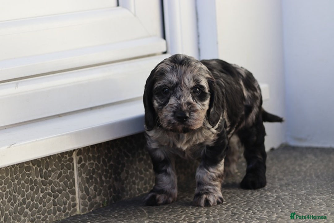Cockapoo dogs for sale: F1 Cockapoo puppies for sale - Advert 31